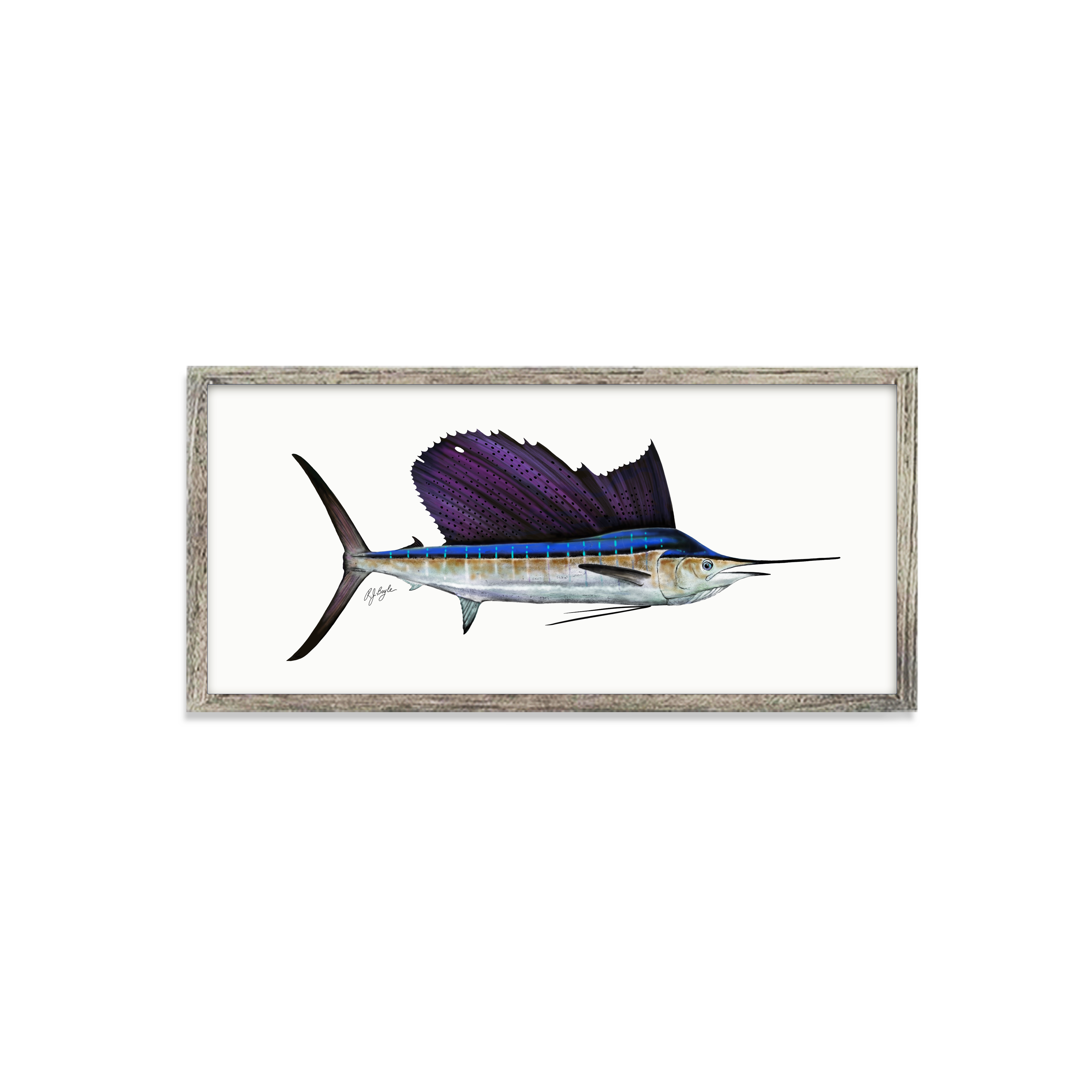 Sailfish Biological
