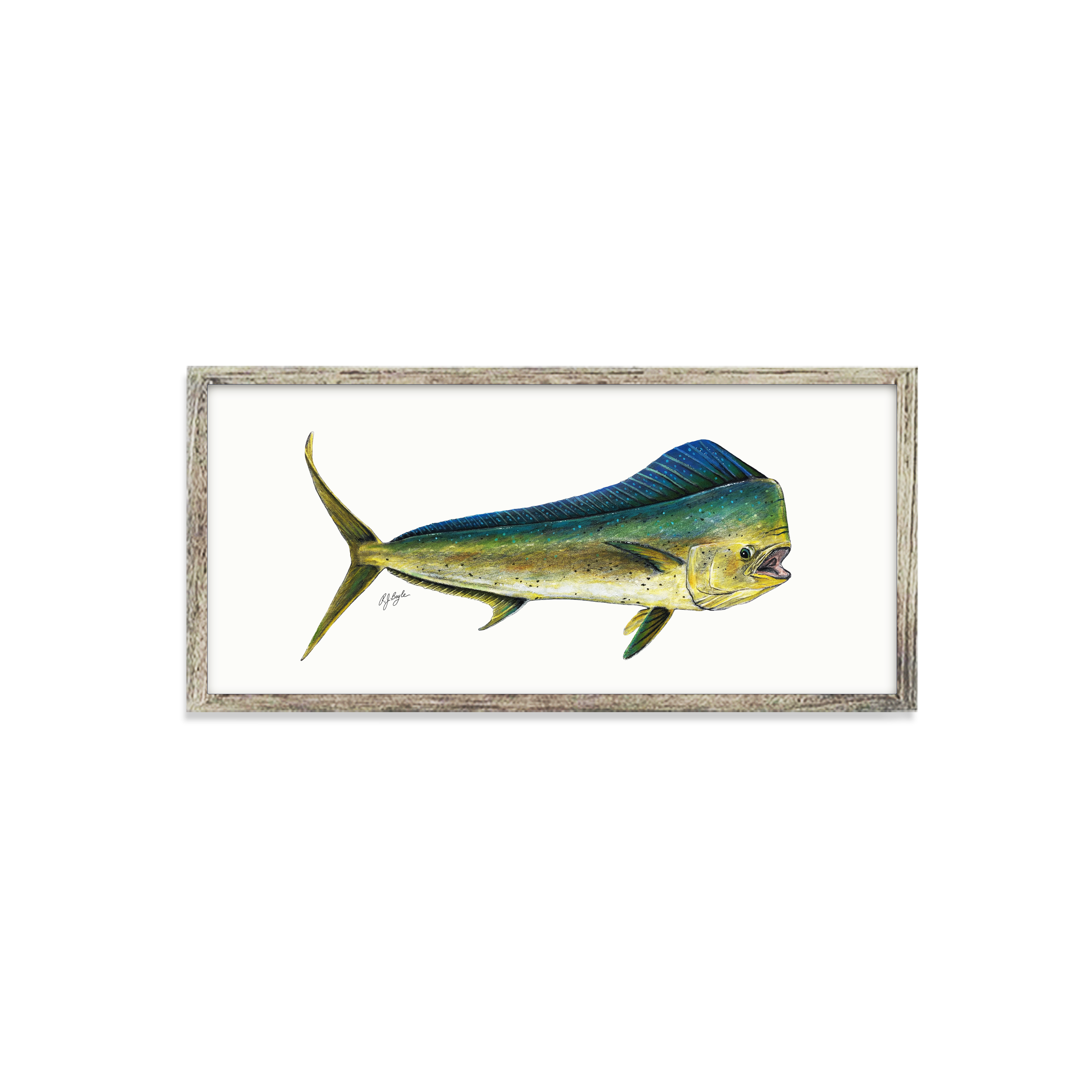 Mahi Mahi Biological