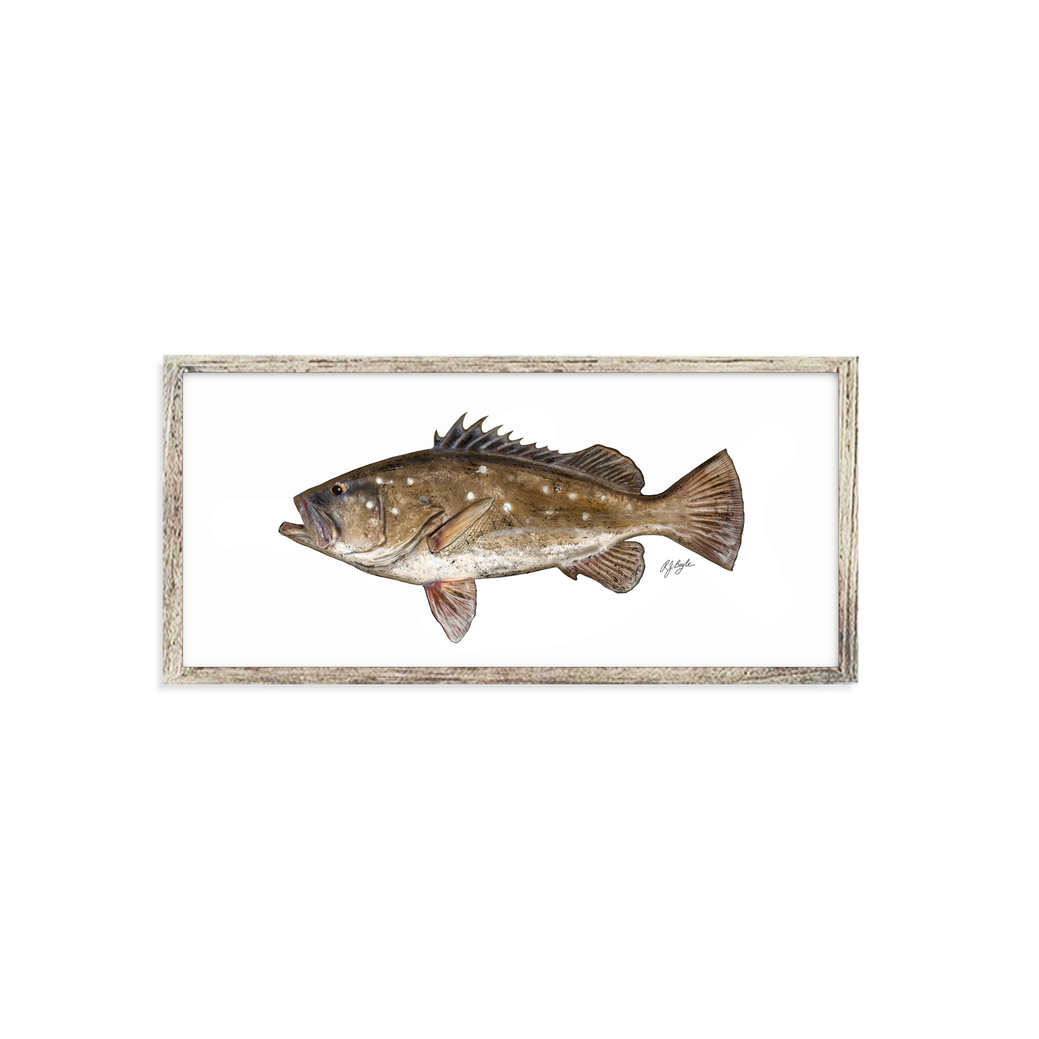 Snowy Grouper Biological