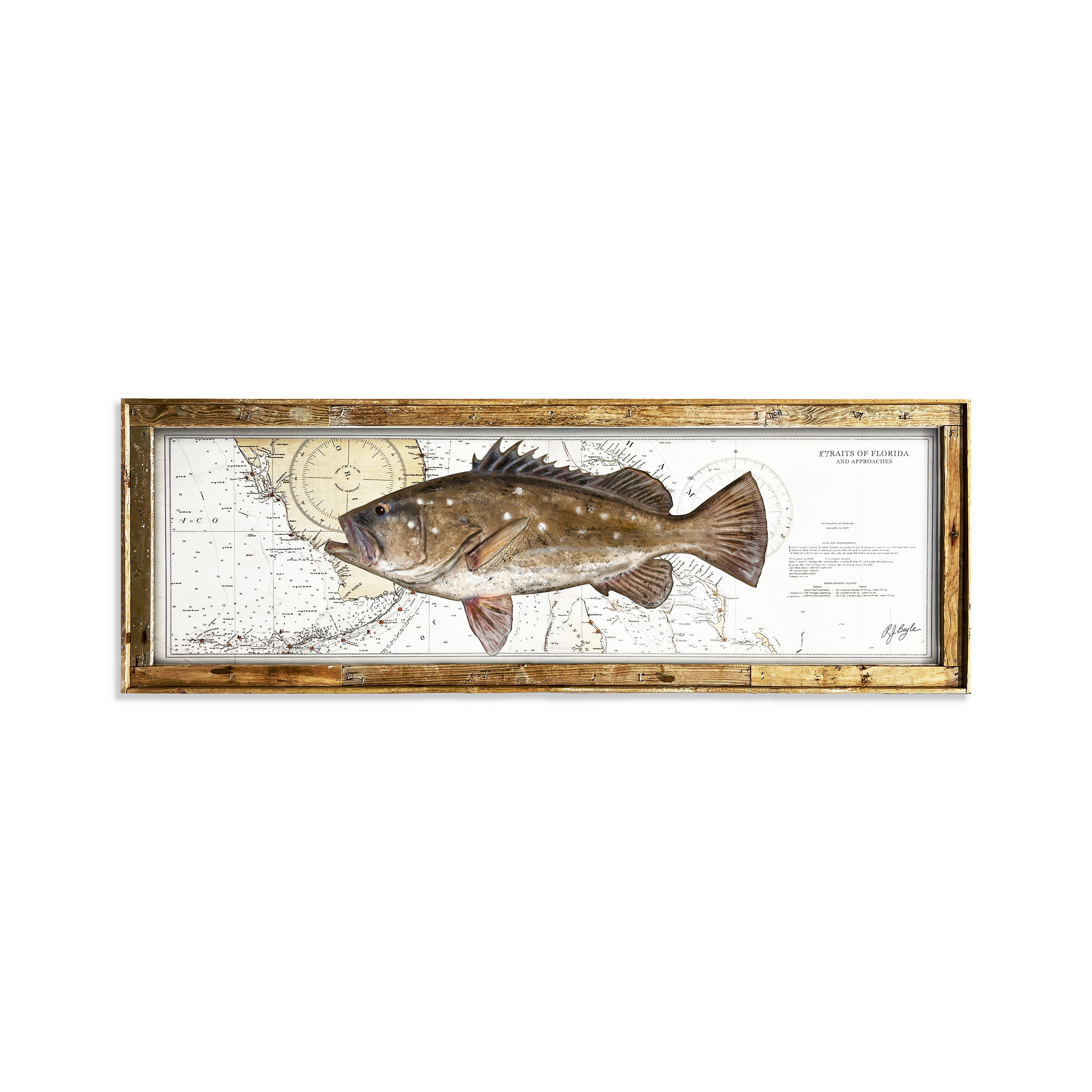 Snowy Grouper Biological: Straits of Florida