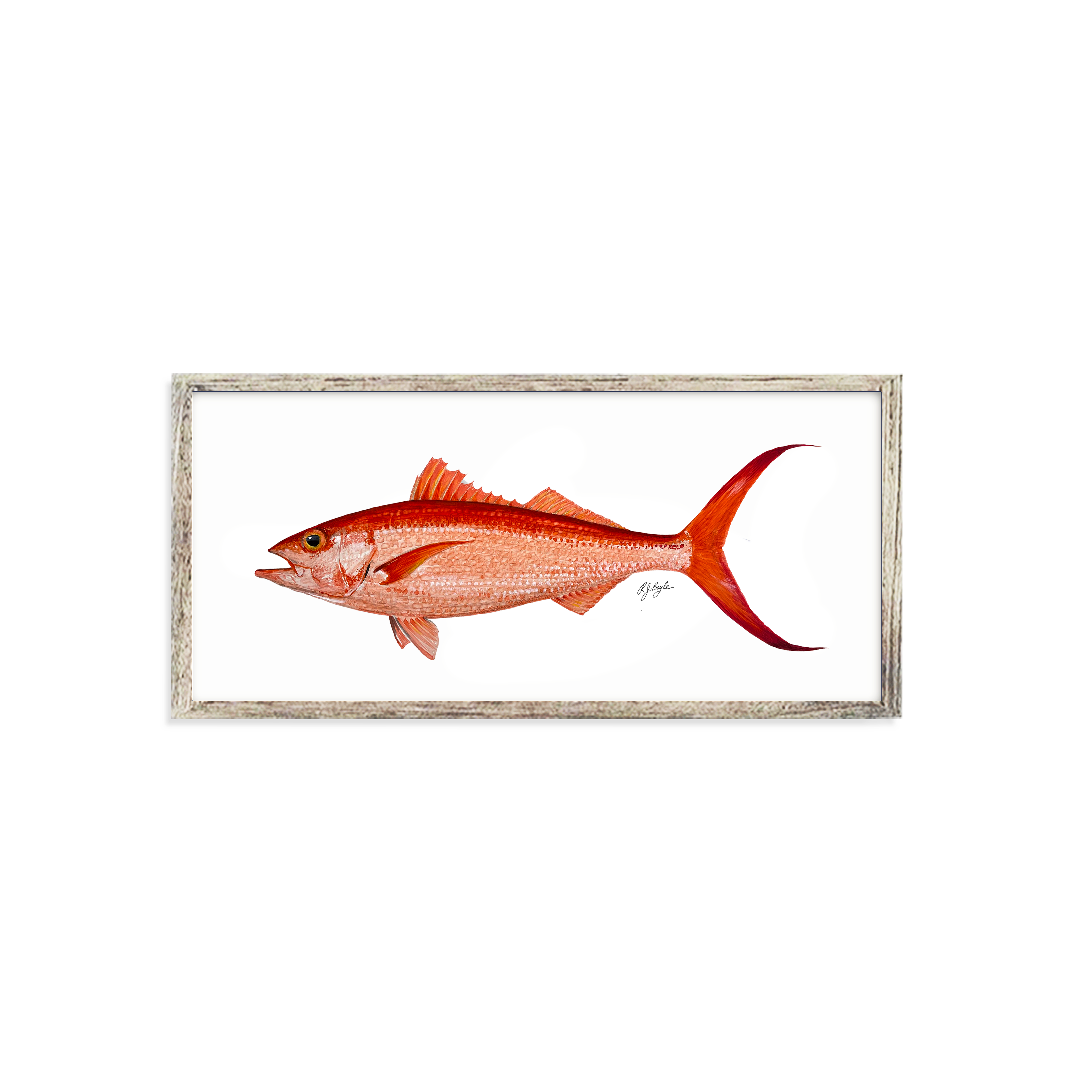 Queen Snapper Biological