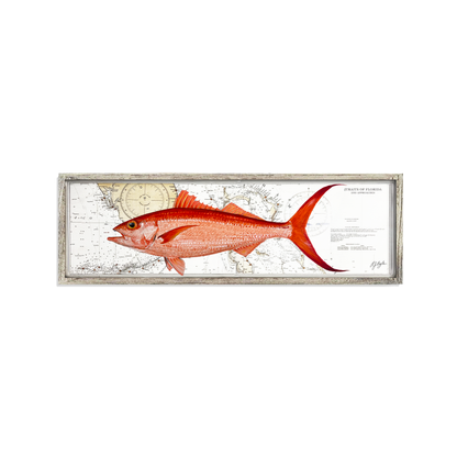 Queen Snapper Biological: Straits of Florida