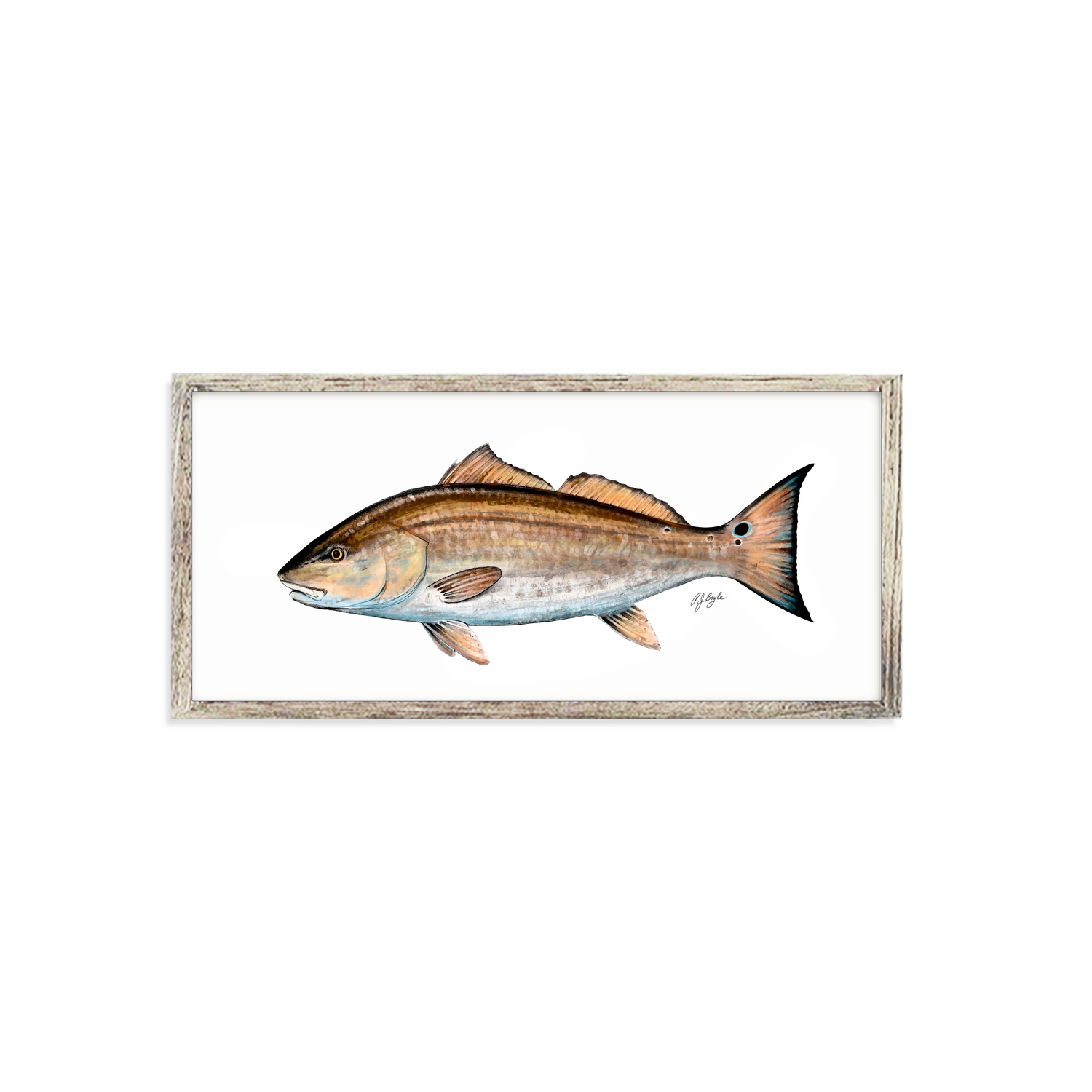 Redfish Biological