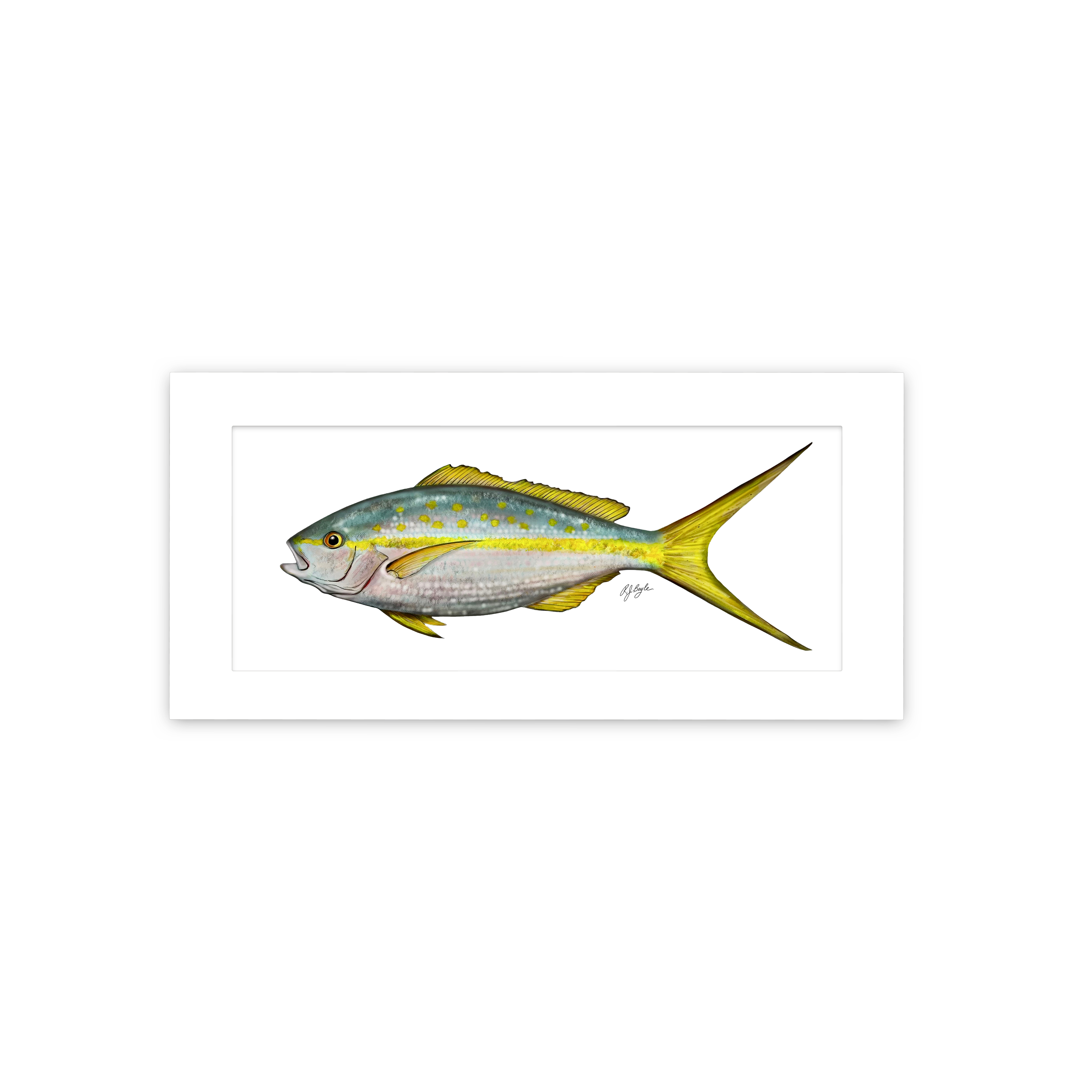Yellowtail Snapper Biological