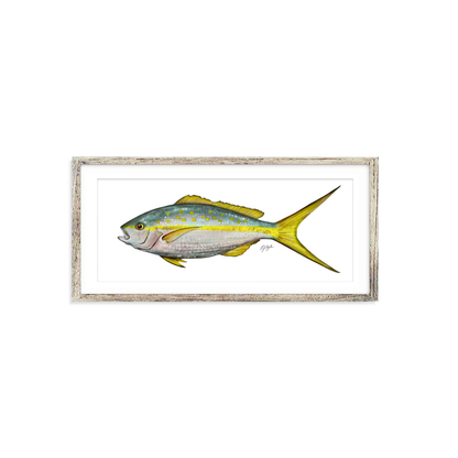 Yellowtail Snapper Biological