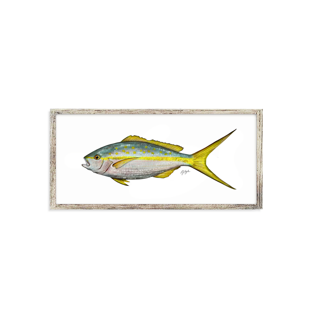 Yellowtail Snapper Biological